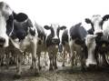 Dairy industry finds market resilience