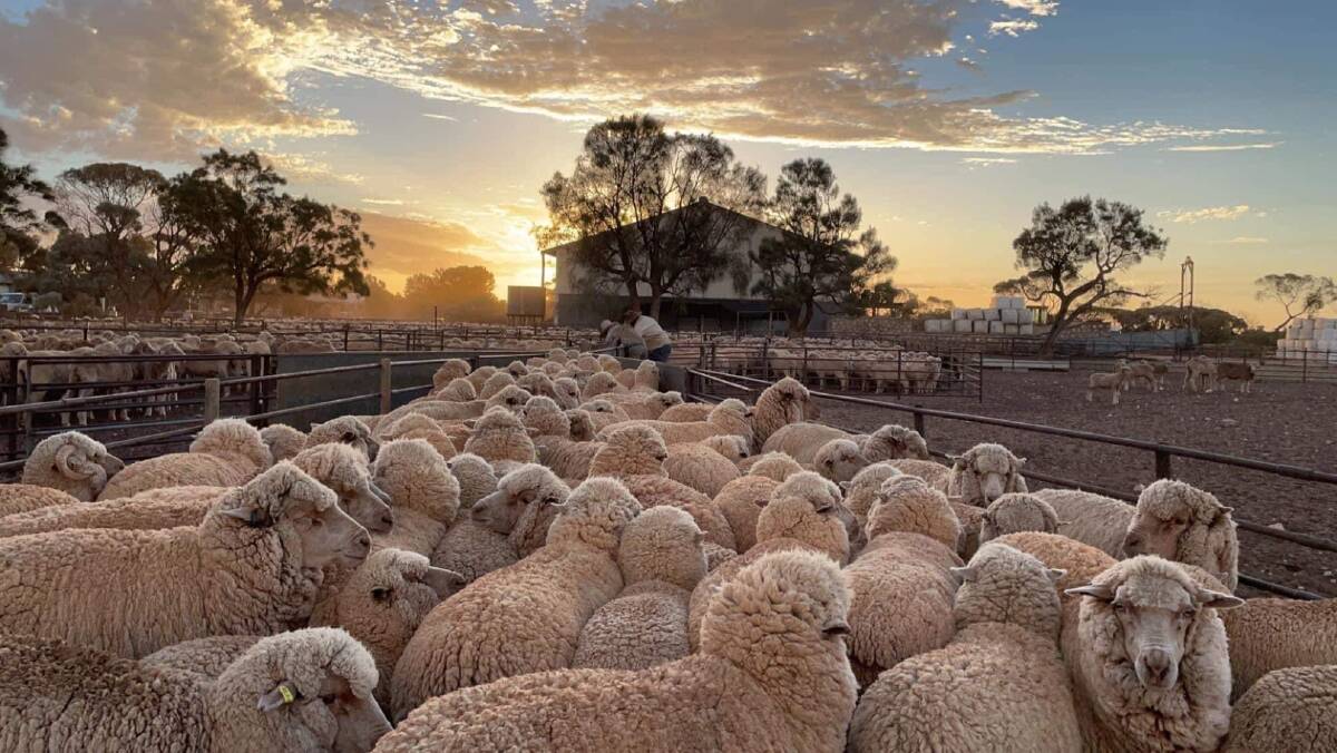 The sun sets on another day of shearing that is featuring 30,0000 Merinos this year.