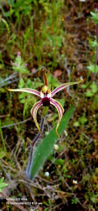 The endangered Pingaring spider orchid, which has been found near the base of the Pingaring Rock water catchment wall.