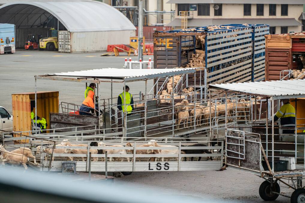 Federal government have been encouraged to create a pathway for live sheep exports to Saudi Arabia to restart.