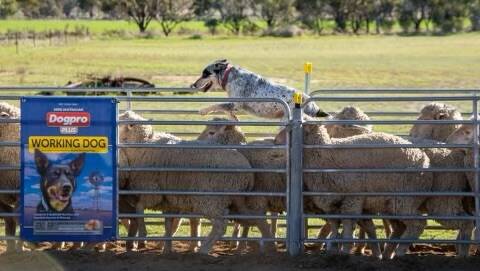 Grass Valley farmer Grant Cooke's seven-year-old Border Collie Bluey impressed on the day taking home top spot in the open results. Photo by Karyn Buller