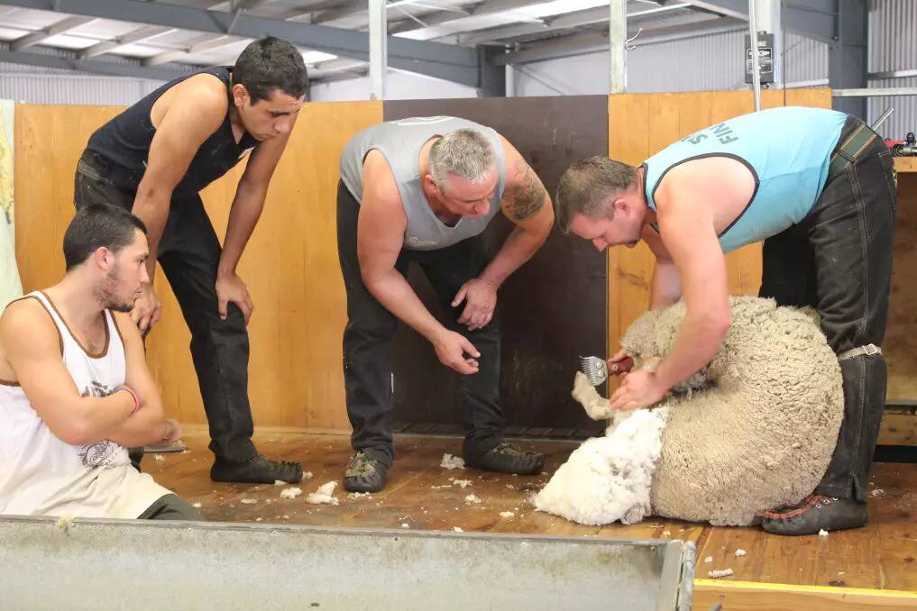 Australian Wool Innovation fully-funded course gives participants the skills required to work as a professional shearer or woolhandler. Photo supplied.