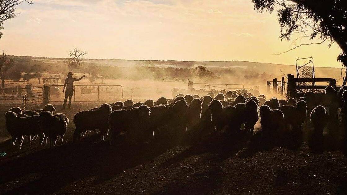  At last months panel public meetings, the toll entirely phasing out the live export sheep trade would have on mental health was flagged as one of the biggest concerns among producers. Photo by Emily Stretch.