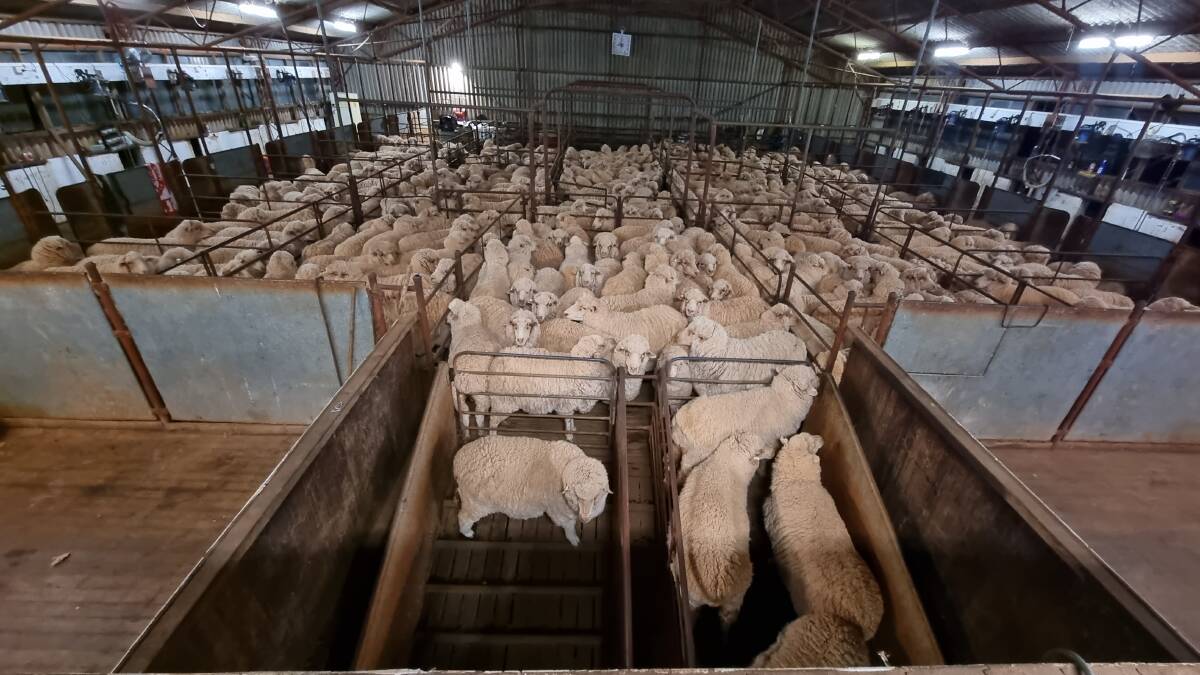 It took the team four weeks to work through 30,900-head Merinos in the 16-stand, double storey shearing shed. Photo by Matilda McQuie.
