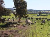 January was the first time in 14 months that combined sheep and lamb west to east transfers have cracked six figures.