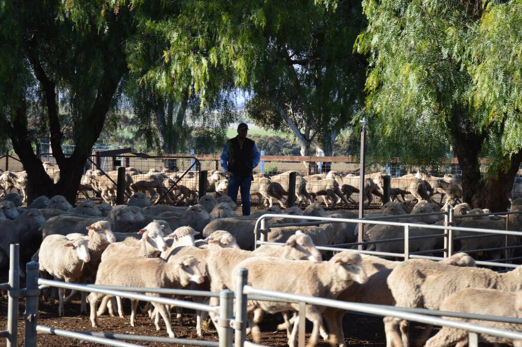 Eastern States ramps up demand for WA sheep