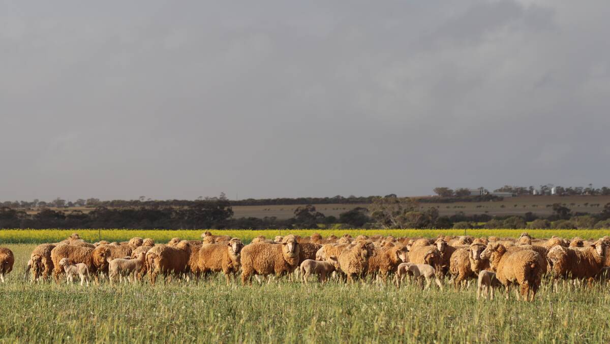 Western Australian producers are running thousands of extra sheep onfarm at a time they would normally be sold.