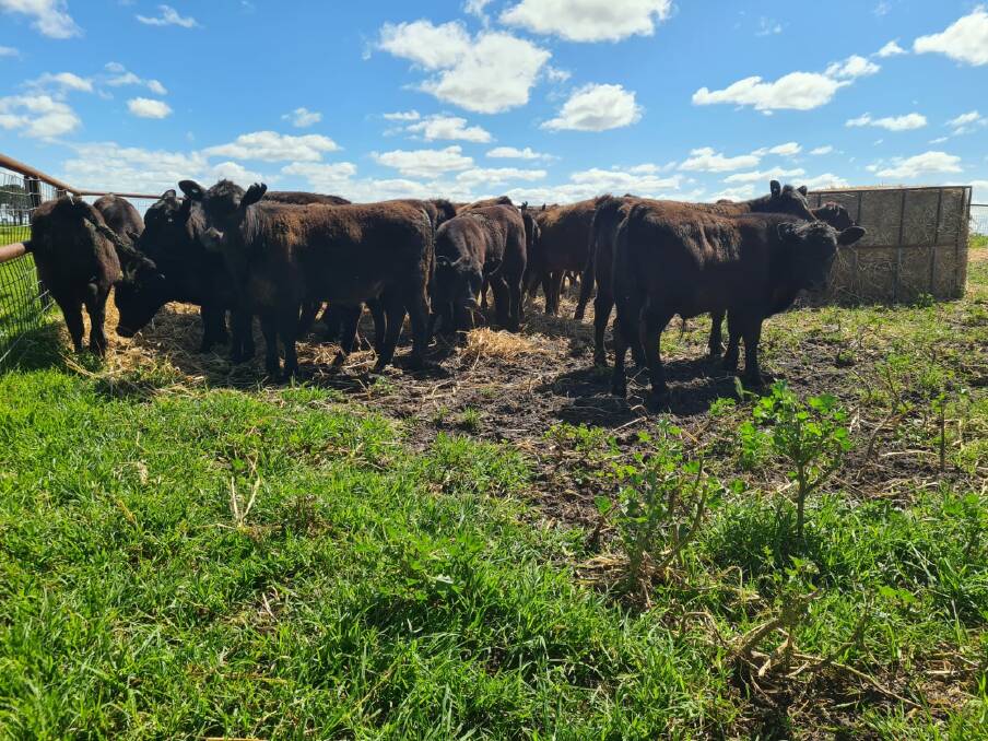 A new producer demonstration site (PDS) project, run in conjunction with Esperance grower group ASHEEP, Swans Veterinary Services and Meat & Livestock Australia (MLA), is looking into the benefits of weaning two months earlier than typical for the district.