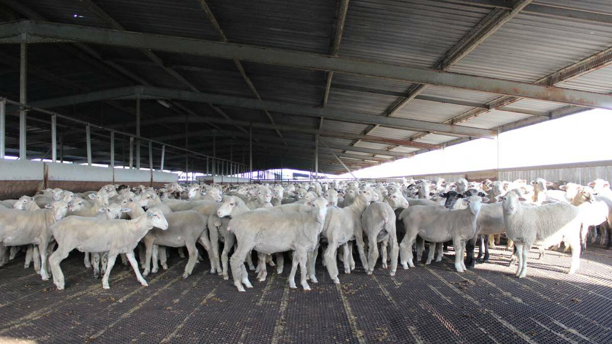 $100k grant for indoor sheep feedlot