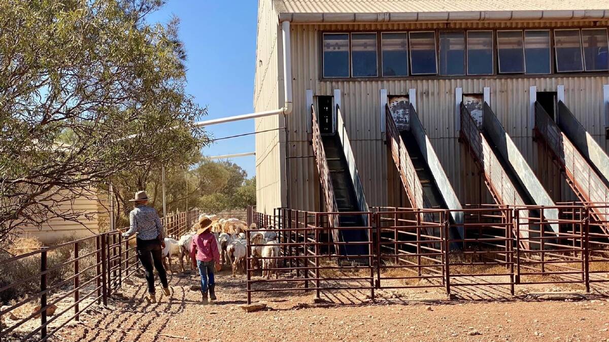 Shearing at Rawlinana station is a massive operation and this years program is expected to finish on Saturday, March 11. Photos by Rawlinna station.