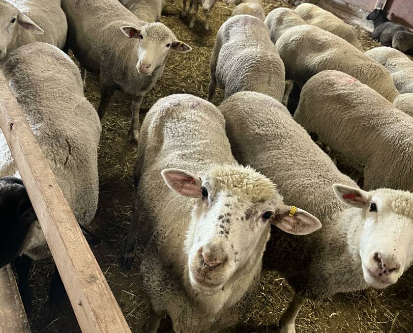 Electronically identified ewes in a shed at Alberta, Canada. Photo by Beth Green.