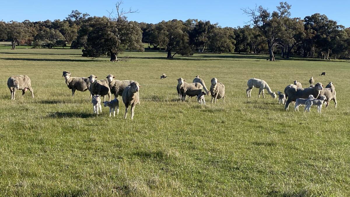 Northam livestock producer Chris Wyhoon estimated losses - including ewes, lambs and pregnancies - to be at more than $25,000.