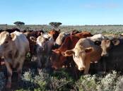 Cattle lapping up the conditions, after recent rainfall at Virginia station. It received 134mm of rain in four days.