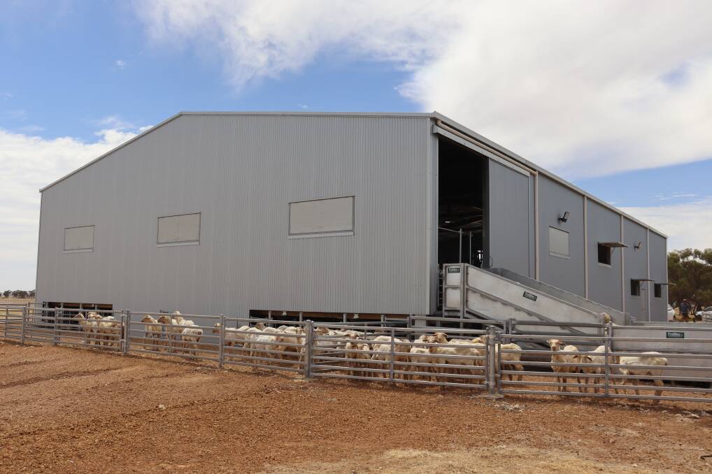 Standing an impressive seven metres tall, 18m wide and 30m long, the shed was designed to make life easier for the sheep, shearers and roustabouts working in it.