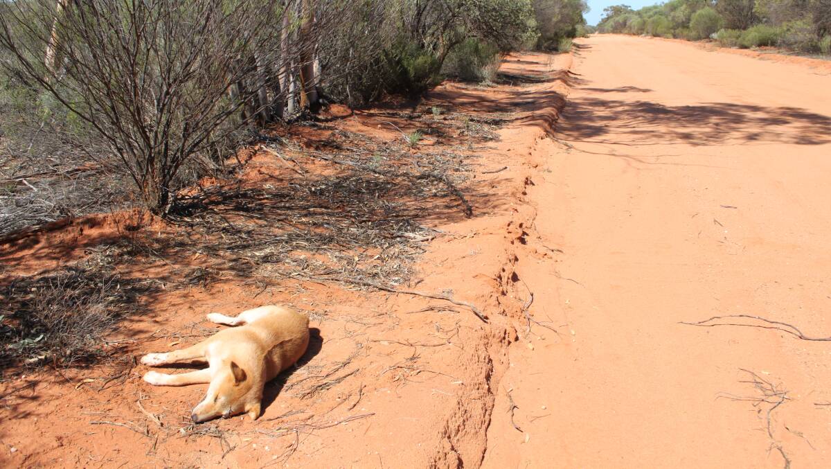 Western Australian livestock industry representatives have called for greater farmer and landholder input in fighting the war against wild dogs.