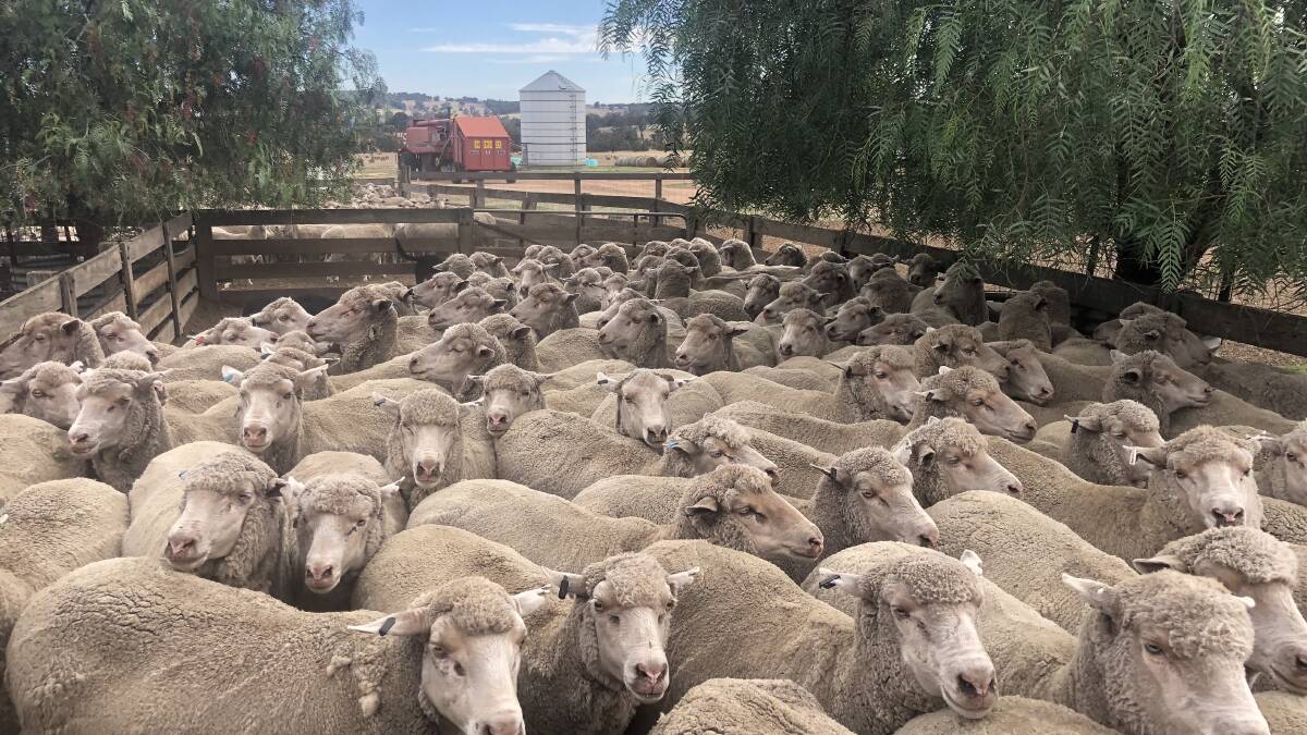The Plowmans run up to 14,000 Merinos, of which 1000-head are sent to Fremantle port for live export. Photos supplied: Rachael Plowman