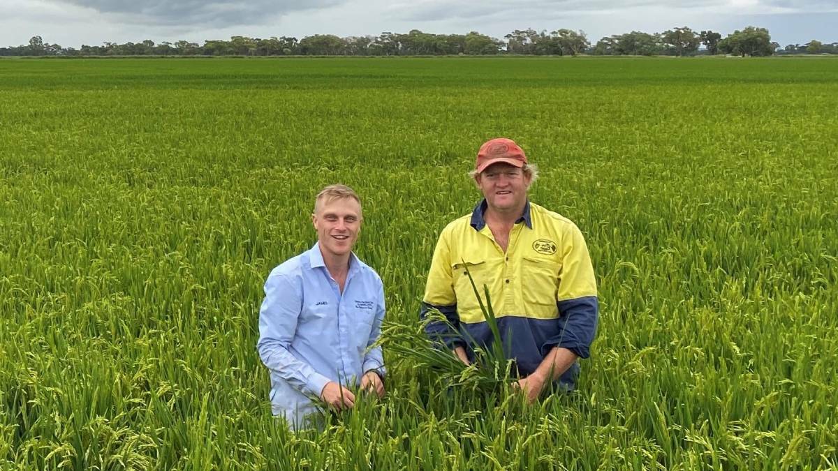 Agronomists such as James Mann, pictured here with Widgelli rice grower Chris Morshead, offer crucial advice on crops and soil.