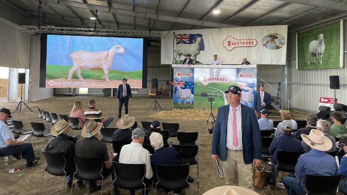 Demand for Australian White stud rams was strong at the Tattykeel sale, with a top price of $54,000. Picture: Rebecca Nadge