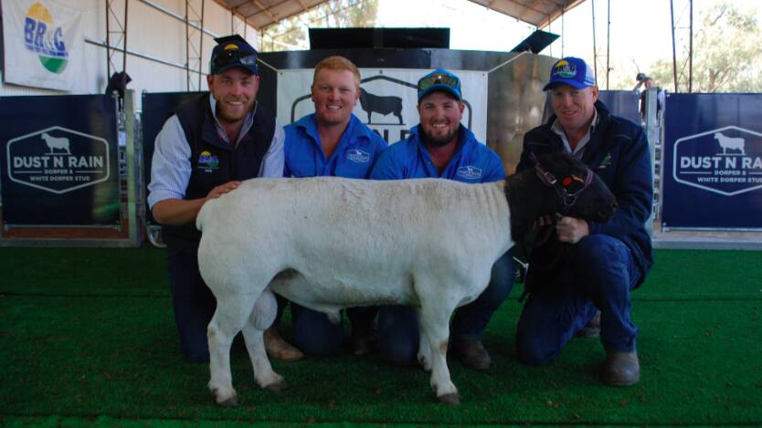 Dan Farrow, BR and C Agents, Mildura, Thomas and Jack Cullinan, Dust N Rain, Pooncarie, and Darren Old, BR And C Agents, Mildura, with the $4200 Thunderbolt, purchased by Spring Hill Station, Pan Ban. Picture: Rebecca Nadge