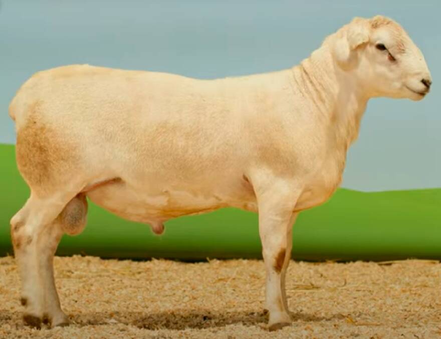 Tattykeel ram ET 211677 was the highest priced terminal and maternal ram in 2023, selling for $75,000. Picture: Tattykeel