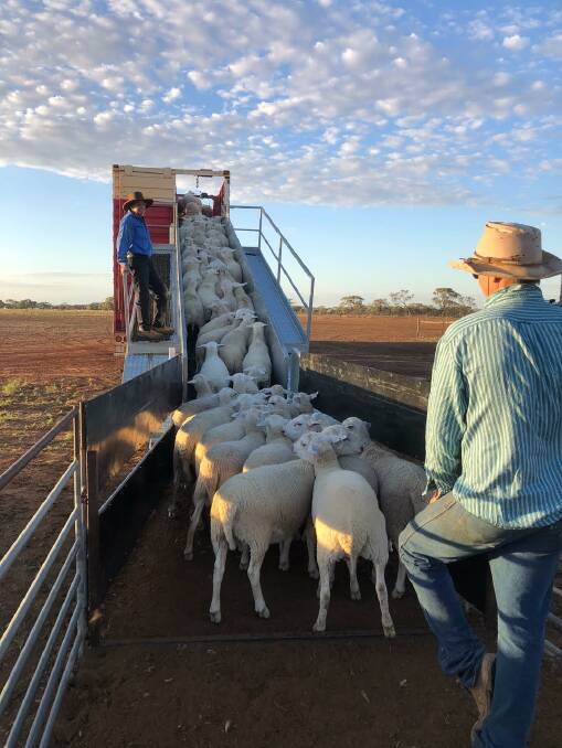 David and Bill Paterson loading lambs for sale. 