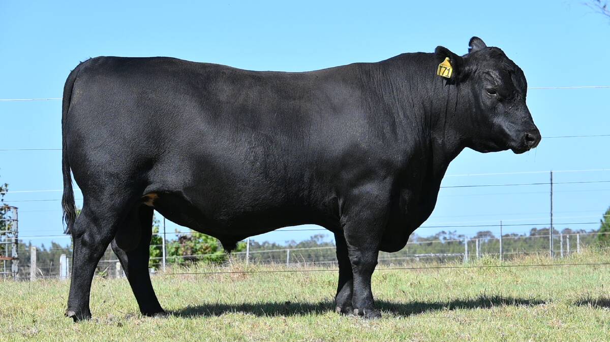 The top-priced bull, Tullibardine Thumbs Up T71, which was bought for $16,000 by Barry Panizza, BJ Panizza Family Trust, Albany.