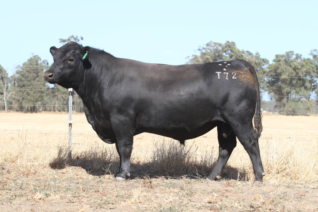 The $22,000 top-priced bull Black Market Rome T072 (by Black Market Rome R065) purchased by the Harris family, Treeton Lake, Cowaramup.