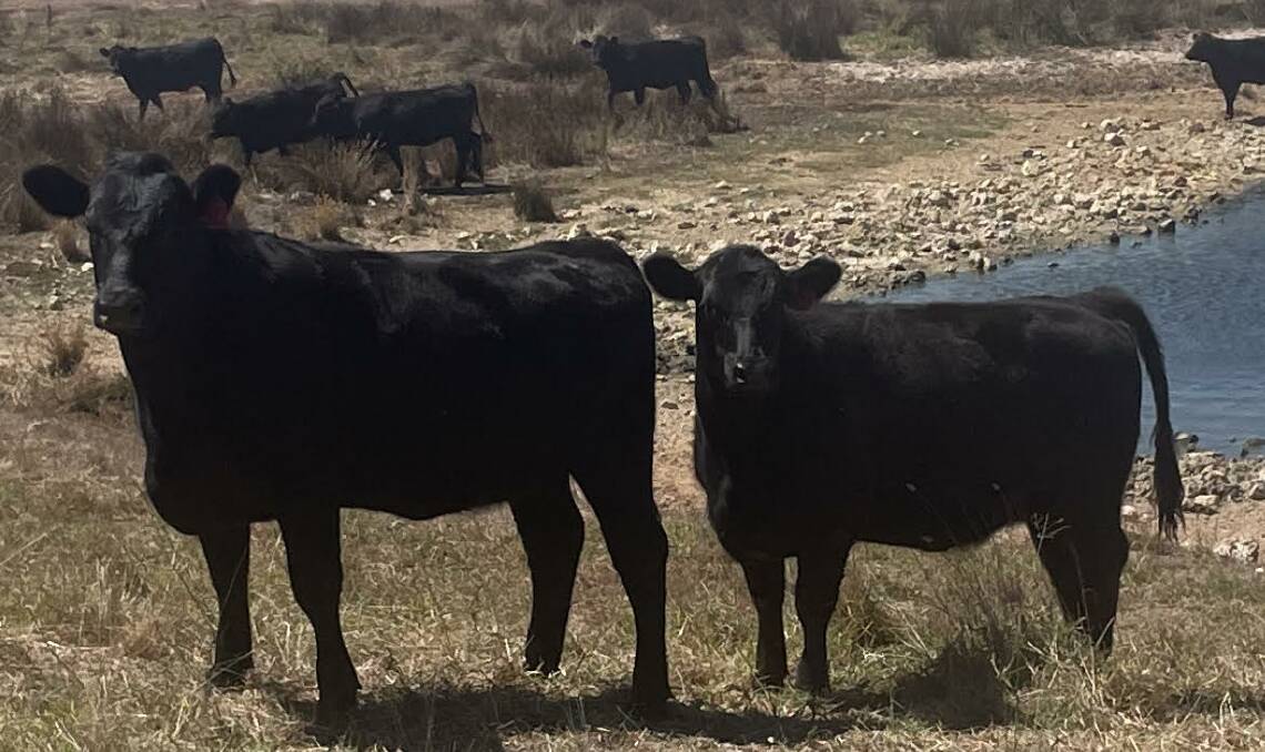 The Wandel family, Willawayup Farms, Esperance, has nominated 80 Angus heifers based on Coonamble and Allegria Park bloodlines which will make ideal future breeders. Picture is supplied.
