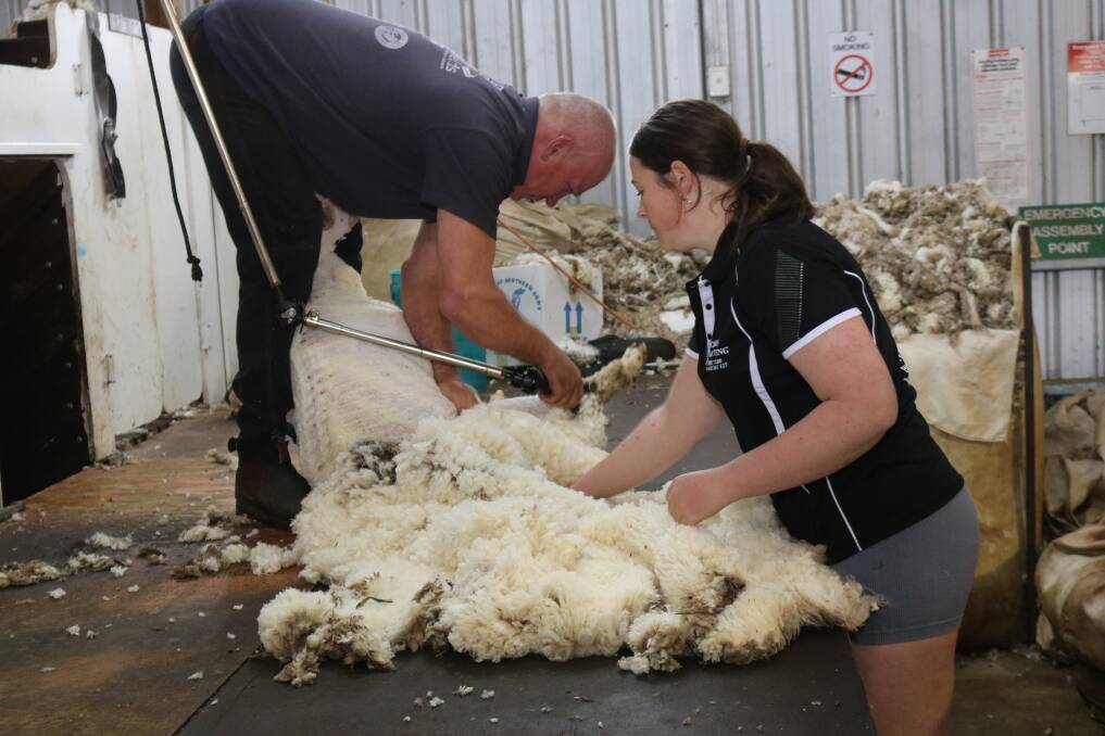 Matilda King helping out Mark Buscumb at his shearing shed in Quindanning.