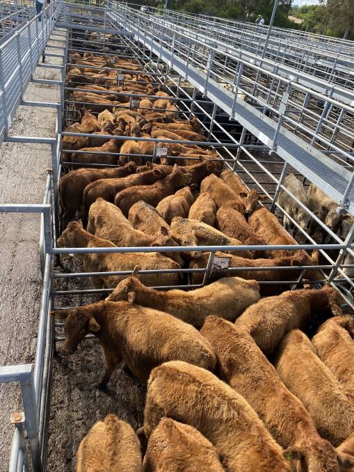 The Rees family, DW & MJ Rees, Collie, will be one of the biggest vendors in the beef steer offering with their annual line-up of 100 owner-bred, 8mo, South Devon steers. Picture is supplied.