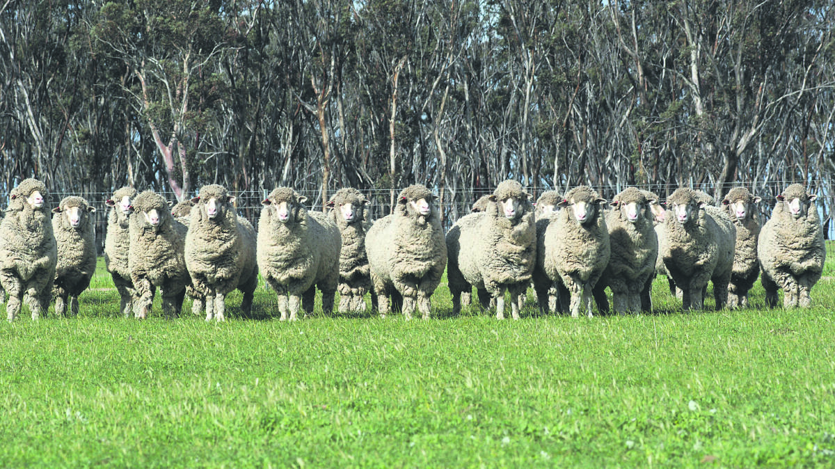 Ewe hoggets. Picture from files.
