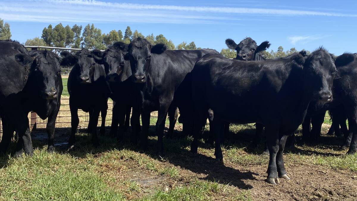 Offering a large run of first-cross heifers, which will be ideal as future breeders will be Cookernup producers KM, EJ & LK MacDonald. The MacDonalds have nominated 30 Angus-Friesian heifers, 10 Angus-Montbeliarde-Friesian heifers and one Speckle Park-Friesian heifer which will all be vet checked unjoined and suitable to breed. Picture is supplied.

