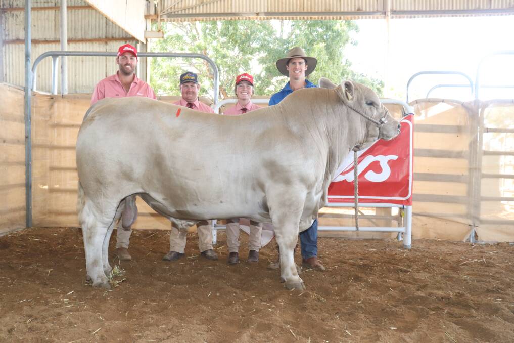 With the top price bull, a Southend Roman R545 son, Southend Tiptop which sold for $25,000 to Stephen Sims, Aurora Murray Grey stud, New South Wales, via AuctionsPlus is Elders Katanning agent Steele Hathway (left), Elders auctioneer Pearce Watling, Elders stud stock representative Lauren Rayner and Southend Murray Grey stud principal Kurt Wise.