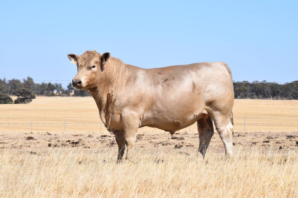 Southend Tango sold for the sales $14,000 second top price to a Nutrien Midvale account.