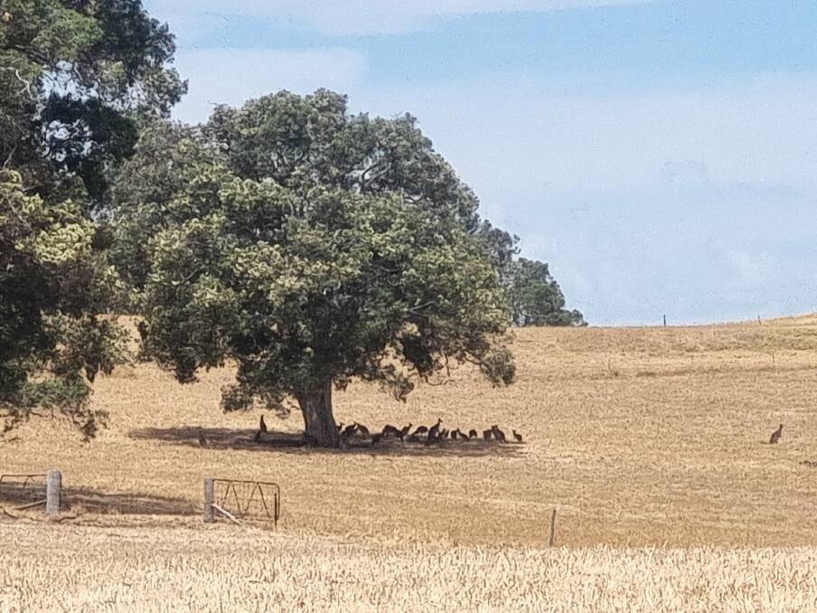 Kangaroos resting in the shade of a tree. Picture via Paul Fry (@CrendonIrrig on Twitter/X)