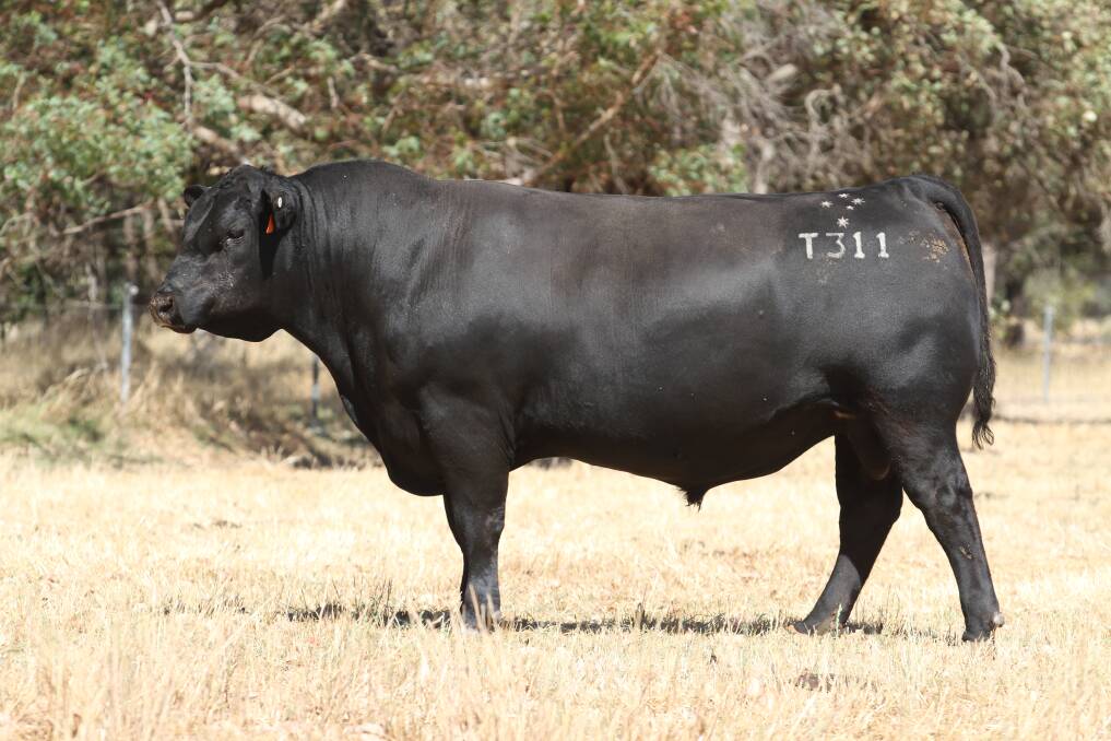 Black Market T311 (by Black Market Aldean Q121) sold to GL & RK Dickson, Nannup, for the sales $19,000 second top price.