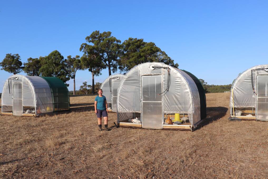 The chicken tractors allow for good airflow, sunlight and protects them from foxes. Picture by Perri Polson