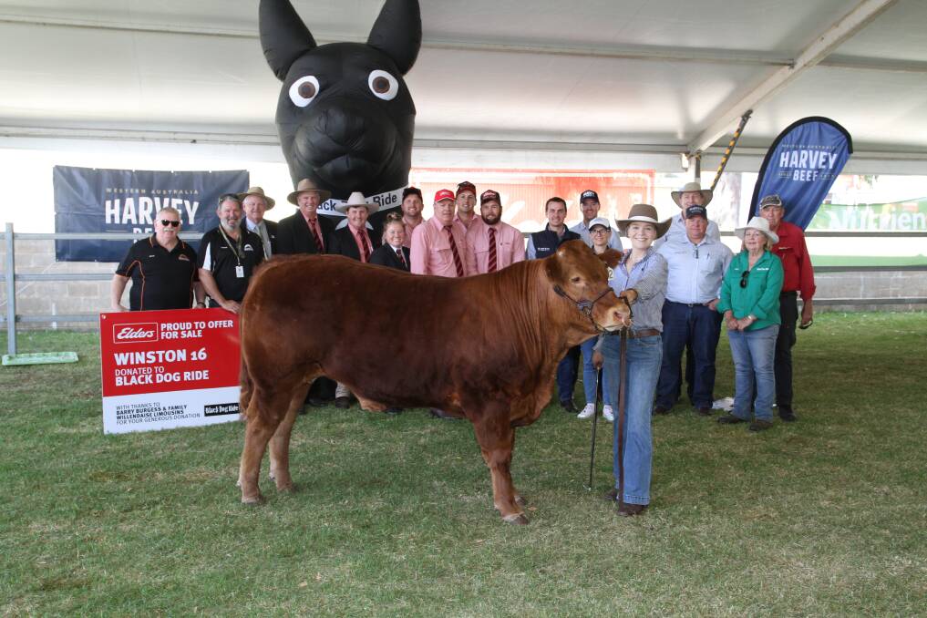 Winston 16th, a 566kg Limousin steer donated by Barry and Cathie Burgess, Willendaise Limousins, sold to Harvest Road (Harvey Beef) for the new record price of $16,600 with all proceeds donated to the Black Dog Ride at the 2023 Perth Royal Show trade cattle sale on Monday. With the charity steer were Black Dog Ride WA co-ordinator Steve Ingram (left), Black Dog Ride general manager Lawson Dixon, Elders representatives Deane Allen, Michael Longford, Pearce Watling, Emma Dougall, Jacques Martinson, Graeme Curry, Alex Tunstill and Brendan Millar, Harvest Road representatives Tim Wood, Mark Wiedermann, Jenny Seaton, Wayne Shaw and Damian Barsby and Judy and Peter Milton, Dardanup, who prepared the steer and handler Ella Clarke, Harvey.
