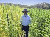 DPIRD research scientist Shahajahan Miyan in a stand of Fibror-79 hemp in January 2023, sown as part of a national variety trial at the Manjimup Research Station.