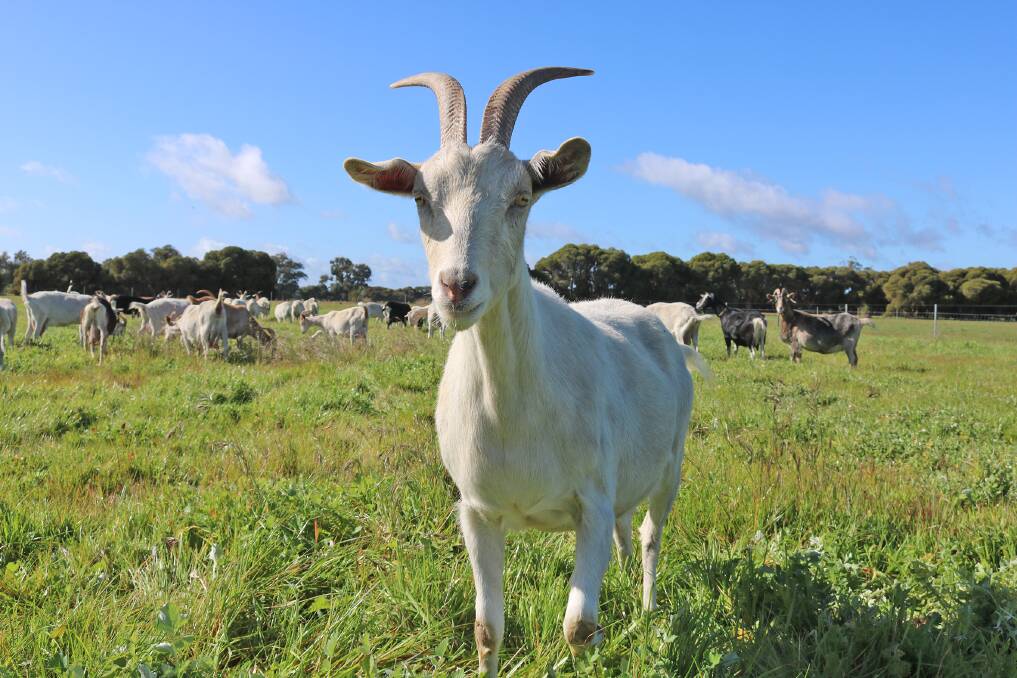 The goats are friendly and happy, with lots of pasture and places to enjoy the sun.
