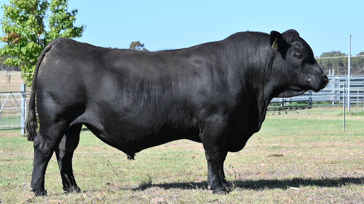 The second top-priced bull Tullibardine Tried and True T56, which sold for $15,000 to MJ Blyth & Co, Manypeaks.