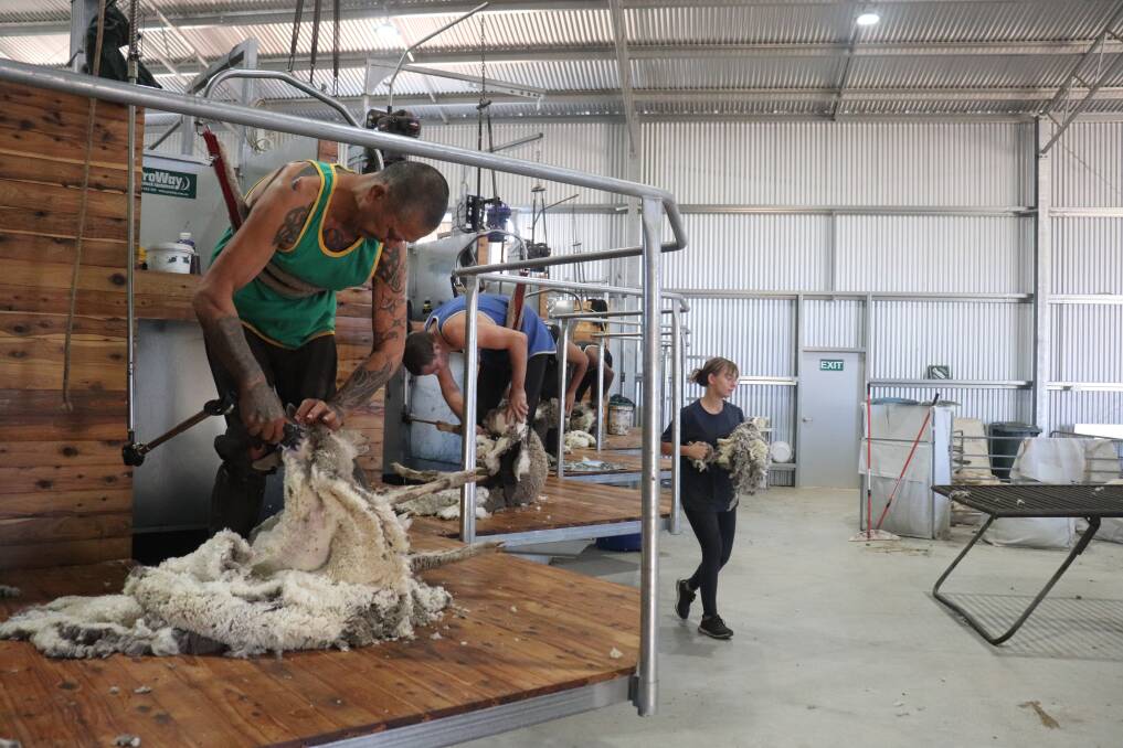 The raised, sawtooth four-stand shearing board in action in the Walterss new shearing shed at East Brookton.