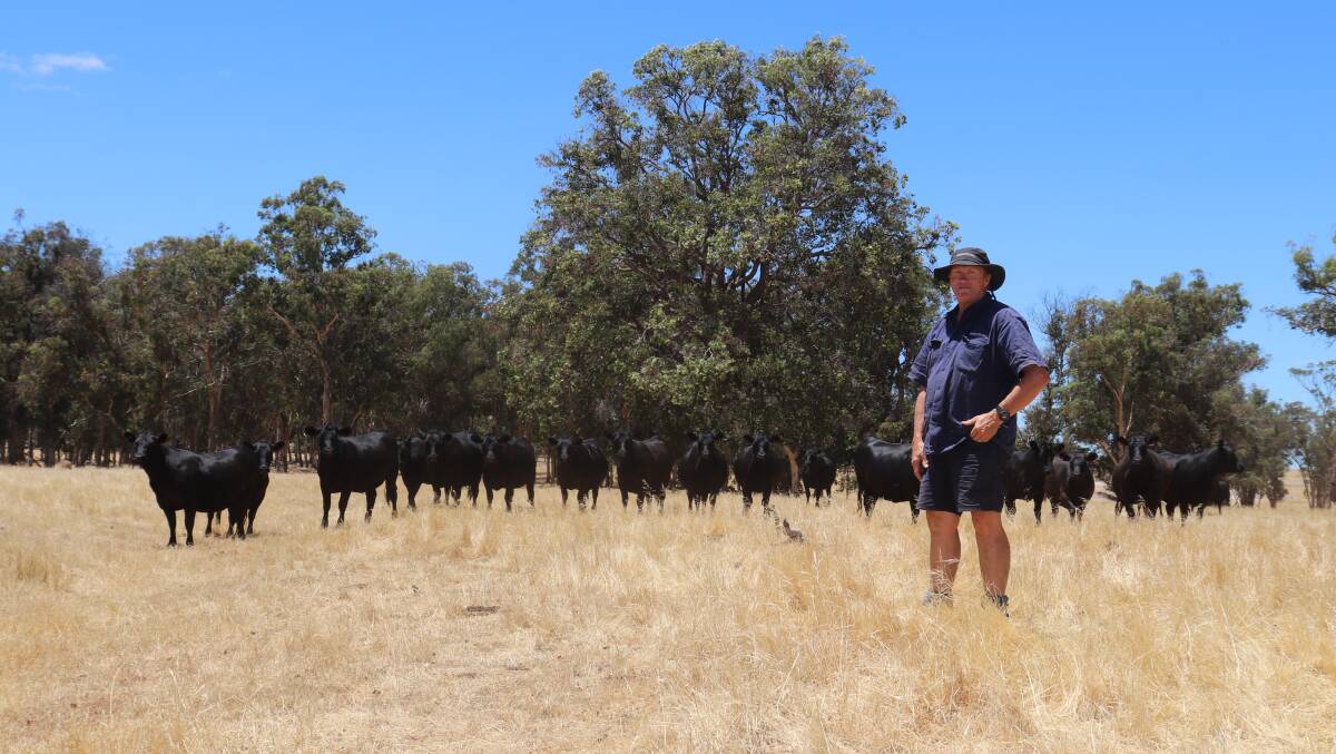 Rhodes Pastoral cattle manager John Curtin, with some of the Angus heifers that are in calf.