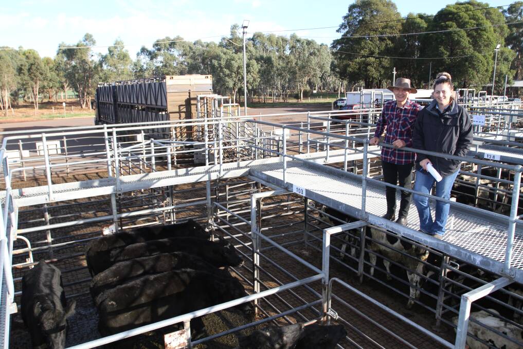 Vendor Laurie Sorgiovanni, IR Sorgiovanni, Harvey and Lyndsay Flemming, Nutrien Livestock, Brunswick/Harvey, look over Mr Sorgiovannis first cross Angus-Friesian steers which sold for $1358. The Sorgiovannis also offered heavier Friesian steers which topped this market.