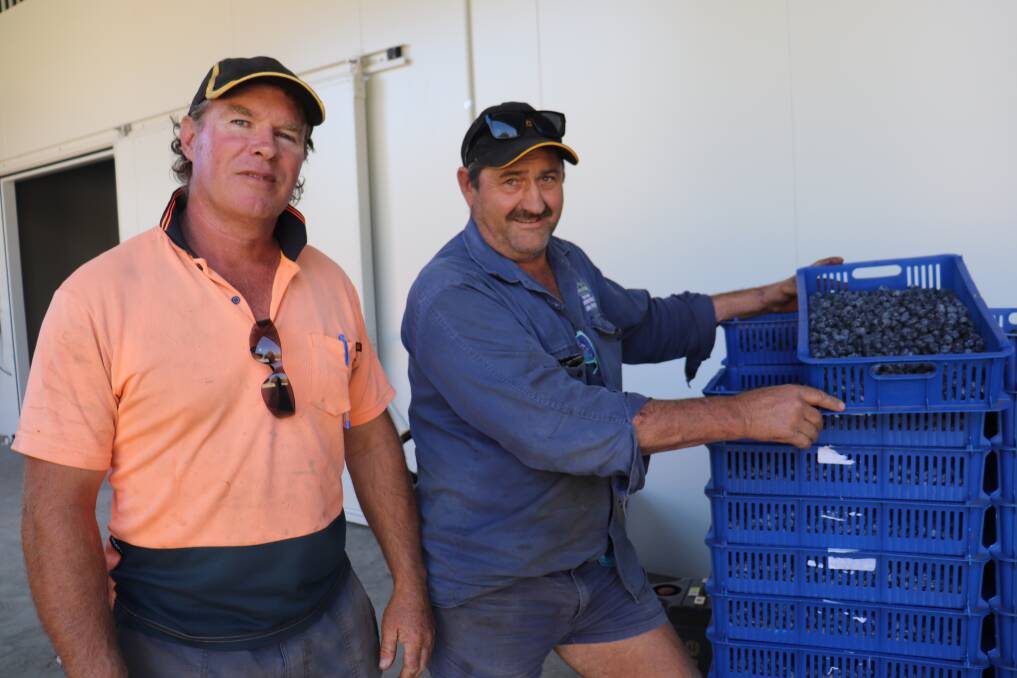 Stud sheep owner Steve Slater (left), Balingup and Boyanup blueberry producer Mario Tosana have both been trying to manage foxes in their area but feel the State Government needs to have better management strategies to control fox populations.