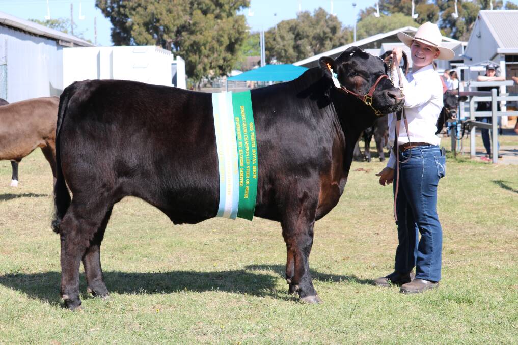 Grace Henderson paraded Murdoch Universitys 477kg Limousin-Angus steer judged reserve grand champion and reserve champion heavyweight. 