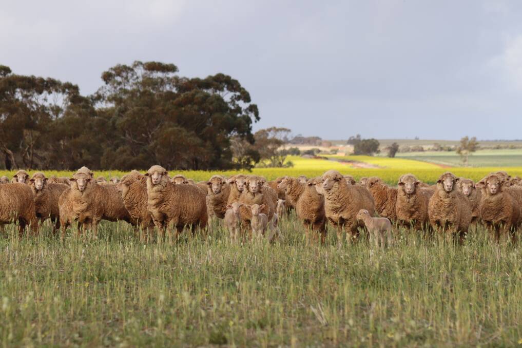 Meat & Livestock Australia has forecast that in 2023 Australias sheep flock will grow a further 3.6 per cent or 2.75 million head to reach 78.75 million, its highest level since 2007.
