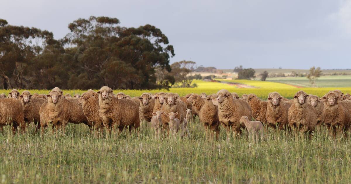 Meat & Livestock Australia's Sheep Industry Projections report shows positive signs