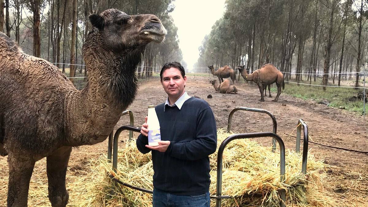 Good Earth Dairy founder and chief executive Marcel Steingiesser has received a 4.4 million dollar grant to expand his camel milk business.