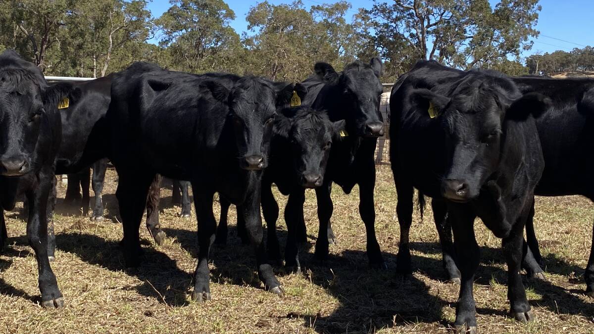 The largest vendor of first-cross heifers will be GG & DM Tartaglia, Benger, with 50 Angus-Friesian heifers that will all be vet checked unjoined and suitable to breed. Picture is supplied.
